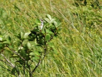 Chestnut-eared Bunting 八島湿原(八島ヶ原湿原) Mon, 7/10/2023