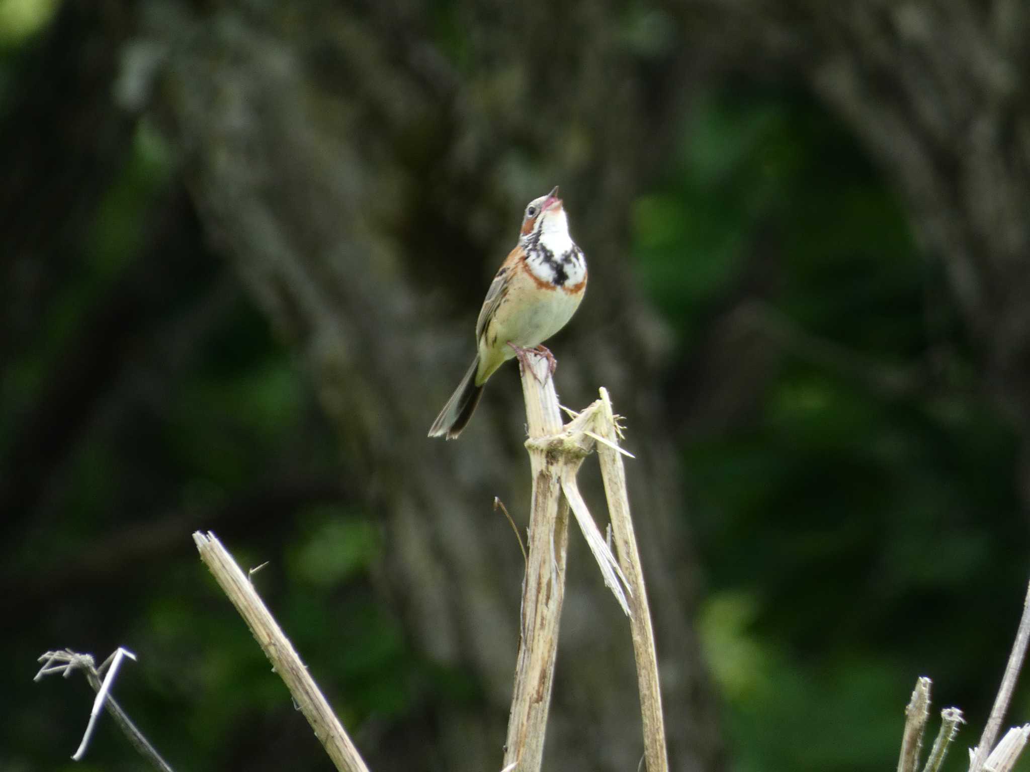 Chestnut-eared Bunting