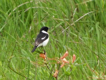 Amur Stonechat 八島湿原(八島ヶ原湿原) Mon, 7/10/2023