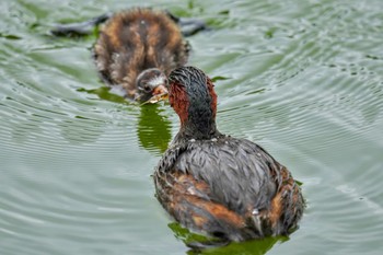 Little Grebe Machida Yakushiike Park Sat, 7/8/2023