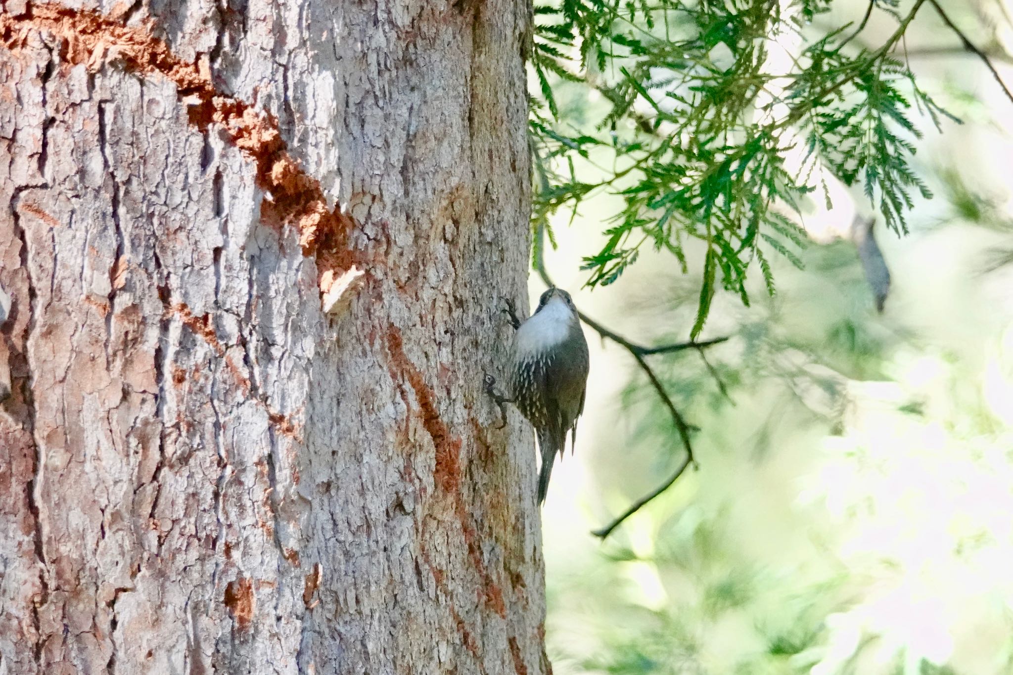 White-throated Treecreeper