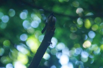 オオルリ 陣馬山 2023年7月10日(月)