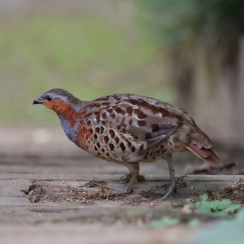 Chinese Bamboo Partridge Machida Yakushiike Park Sat, 7/15/2023