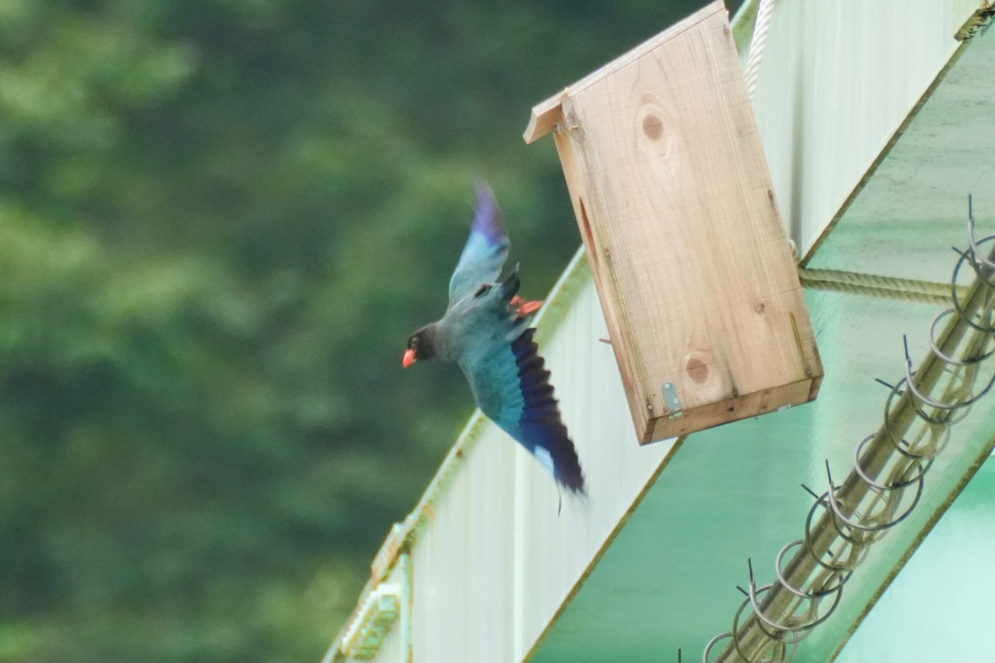 Oriental Dollarbird