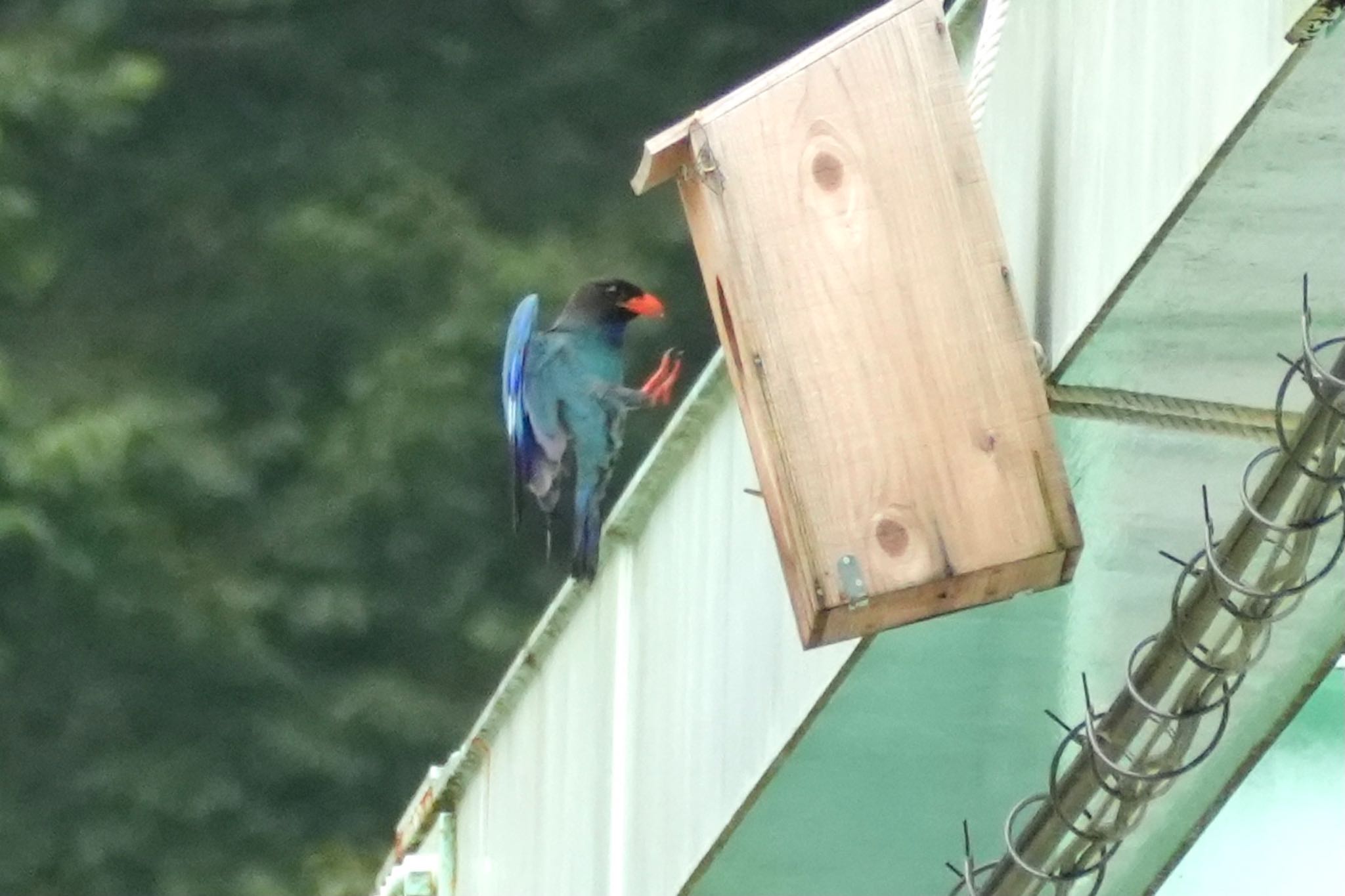 Oriental Dollarbird