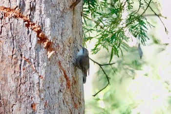 White-throated Treecreeper シドニー Fri, 6/29/2018