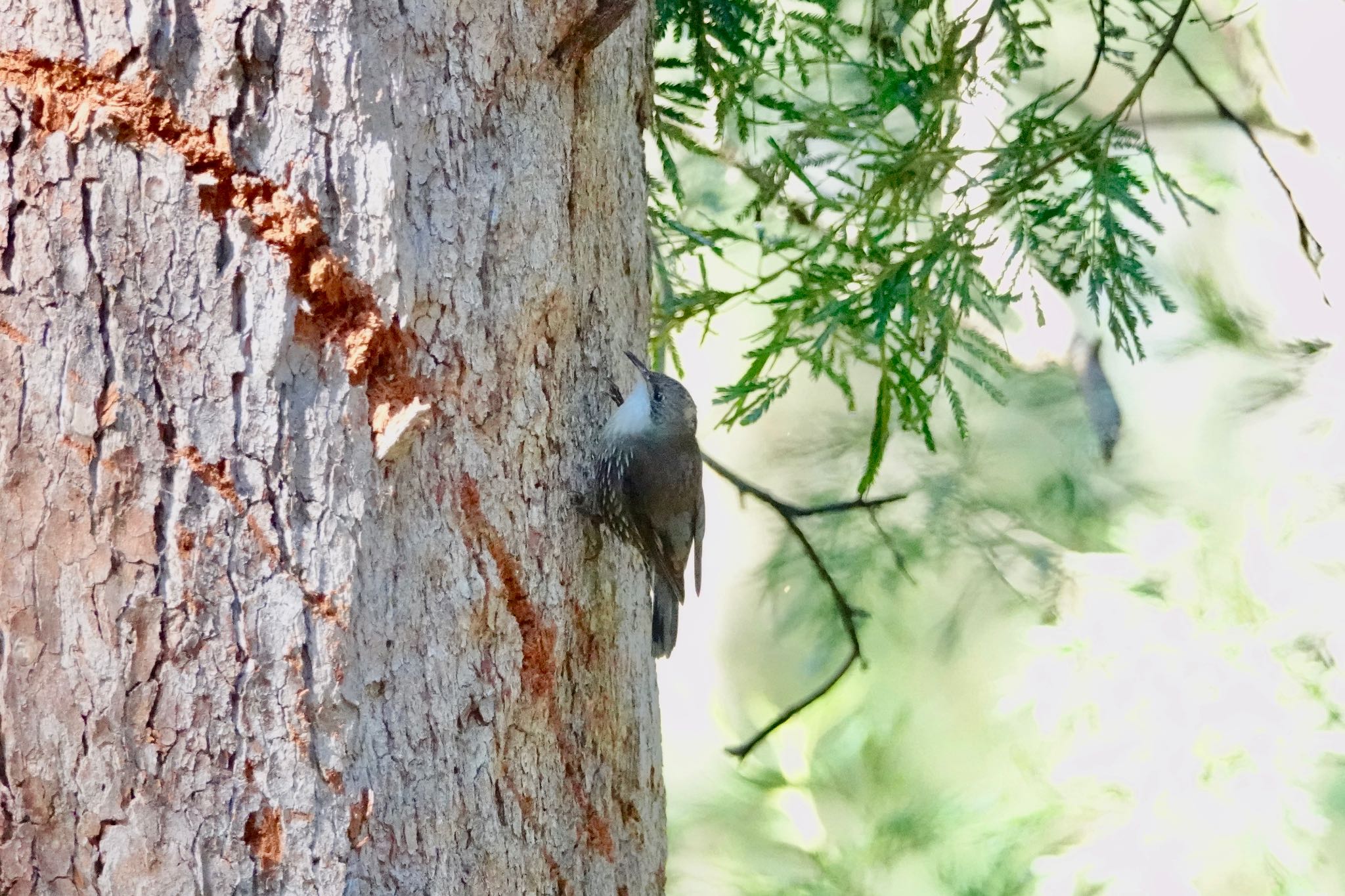 シドニー ノドジロキノボリの写真 by のどか