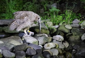 シマフクロウ 民宿 鷲の宿(羅臼) 2023年7月9日(日)