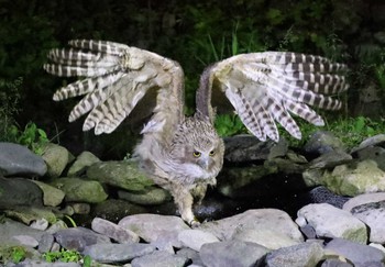 シマフクロウ 民宿 鷲の宿(羅臼) 2023年7月9日(日)