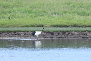 タンチョウ 風蓮湖 2023年7月13日(木)