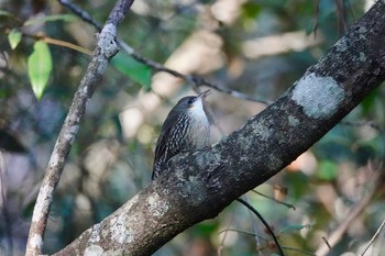 White-throated Treecreeper シドニー Sat, 6/30/2018