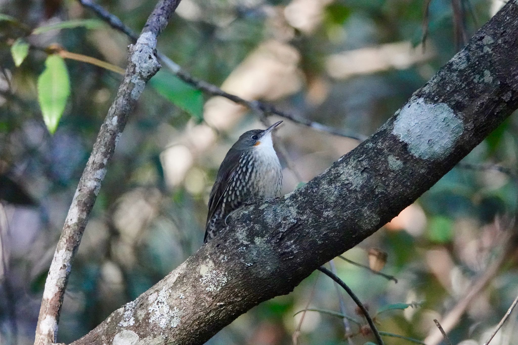 Photo of White-throated Treecreeper at シドニー by のどか