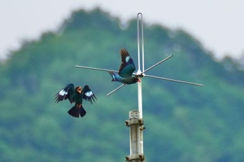 Oriental Dollarbird 天龍村 Fri, 7/14/2023