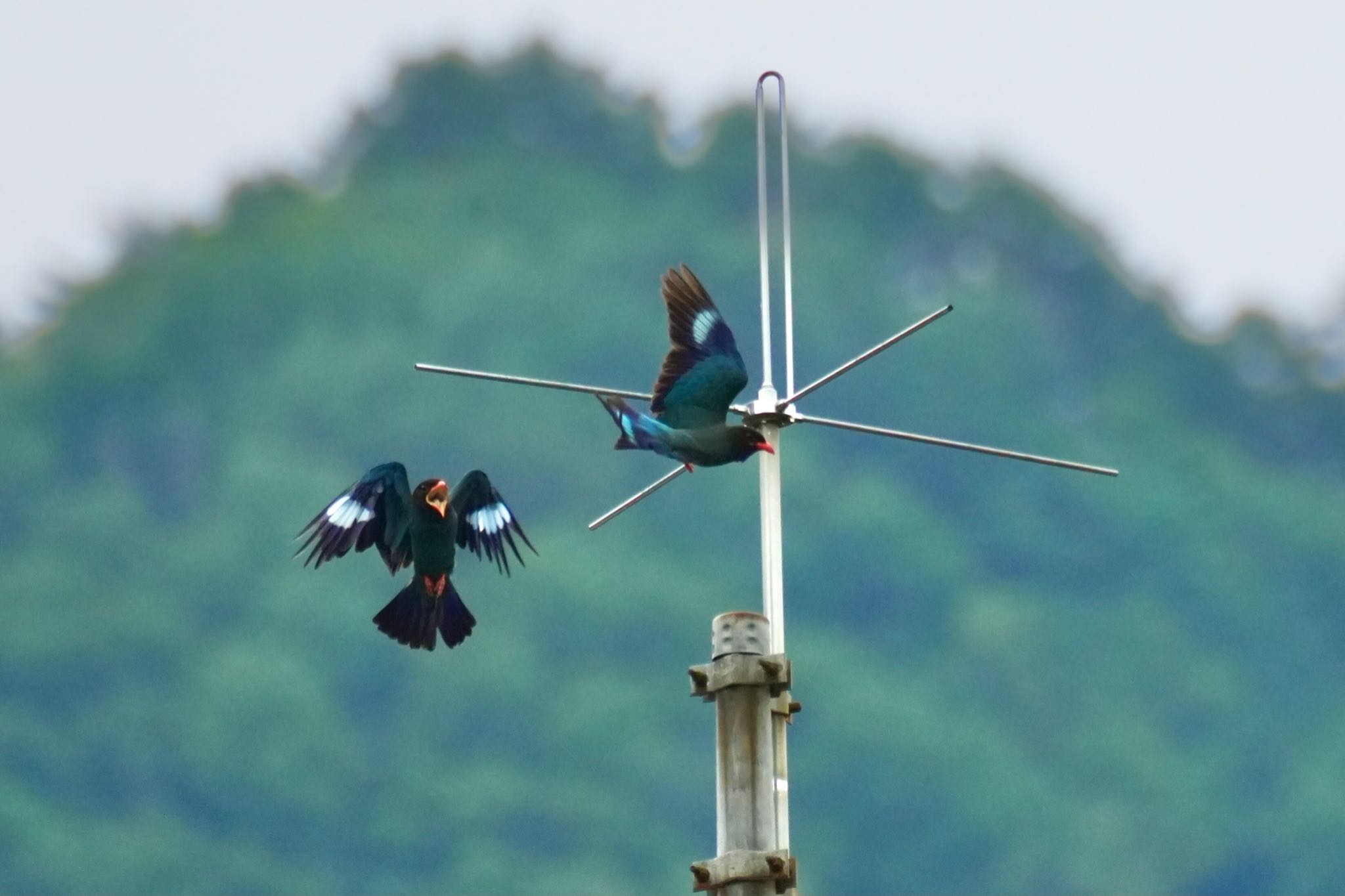 Oriental Dollarbird