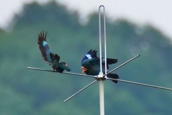 Oriental Dollarbird 天龍村 Fri, 7/14/2023