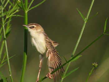 Zitting Cisticola 岡山旭川 Sun, 7/16/2023