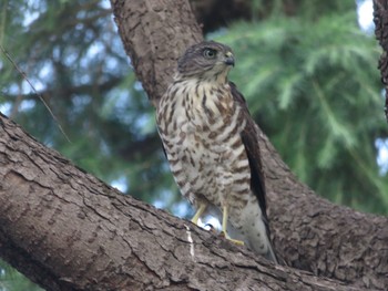 Japanese Sparrowhawk 柏市 Sun, 7/16/2023