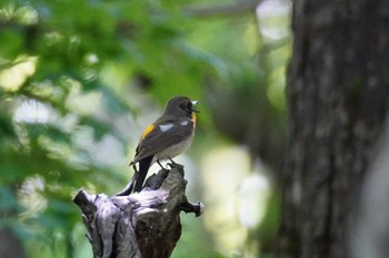 キビタキ 北大研究林(北海道大学苫小牧研究林) 2023年6月4日(日)