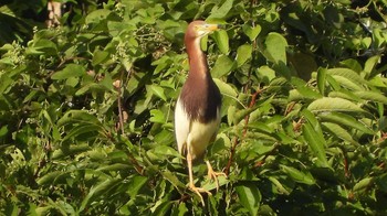 Chinese Pond Heron Kasai Rinkai Park Sun, 7/16/2023