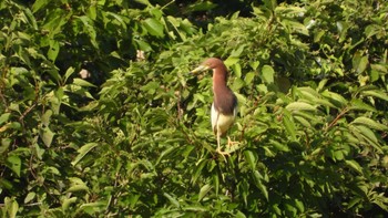 Chinese Pond Heron Kasai Rinkai Park Sun, 7/16/2023