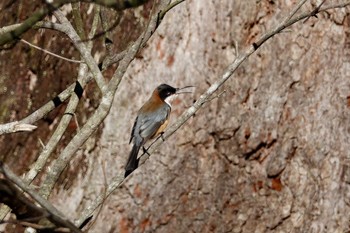 Eastern Spinebill シドニー Fri, 6/29/2018