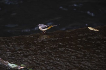 Wed, 6/21/2023 Birding report at 恩田川(高瀬橋付近)