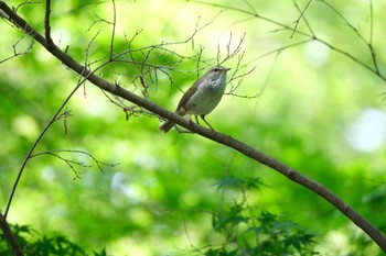 Thu, 4/20/2023 Birding report at 東京都立桜ヶ丘公園(聖蹟桜ヶ丘)