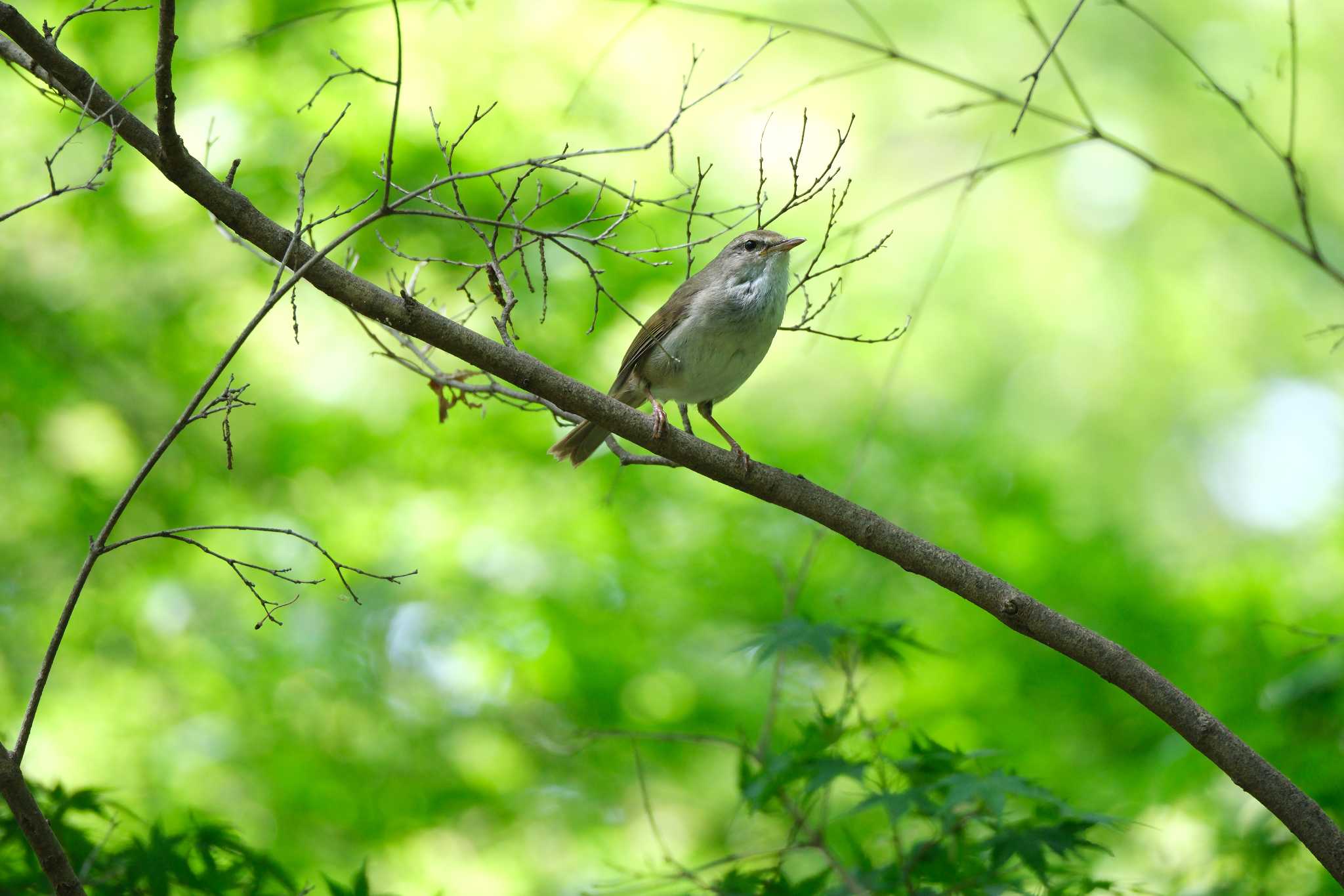 Japanese Bush Warbler