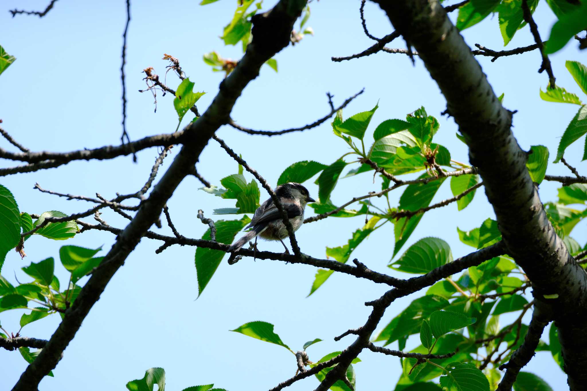 Long-tailed Tit