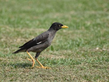 ハッカチョウ 台湾 撮影日未設定