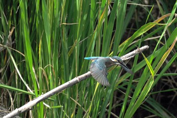 Common Kingfisher 小川原湖(青森県) Fri, 7/14/2023