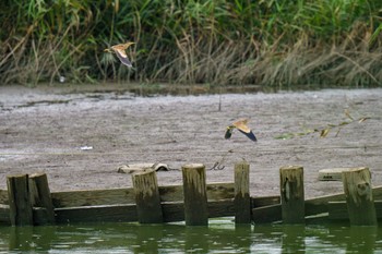 Yellow Bittern Isanuma Fri, 7/14/2023