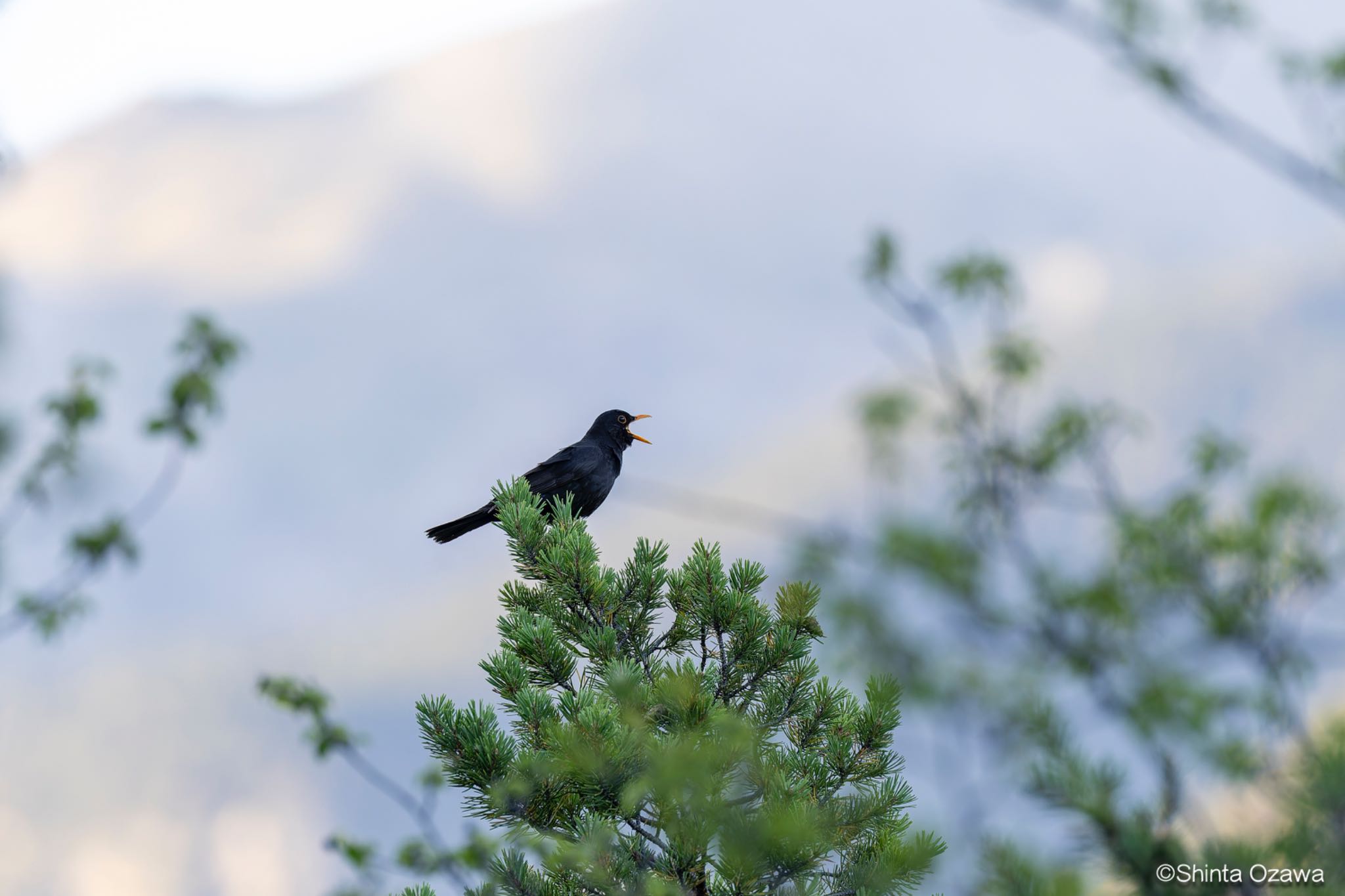 Photo of Chinese Blackbird at Briançon by SNT