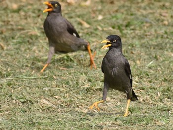 ハッカチョウ 台湾 撮影日未設定