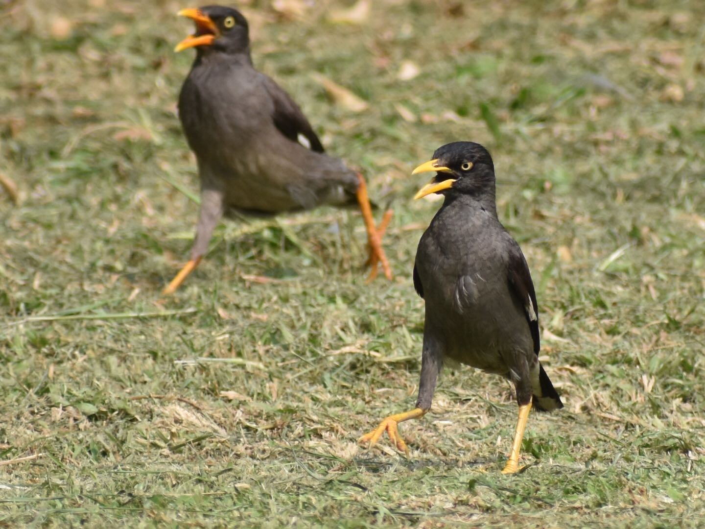 台湾 ハッカチョウの写真 by ヨウコ