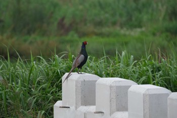 2023年7月3日(月) 多摩川の野鳥観察記録