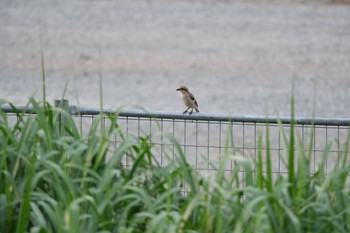 モズ 多摩川 2023年7月3日(月)