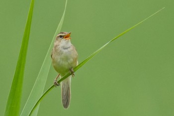 Black-browed Reed Warbler Watarase Yusuichi (Wetland) Sun, 7/9/2023