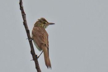 Oriental Reed Warbler Watarase Yusuichi (Wetland) Sun, 7/9/2023