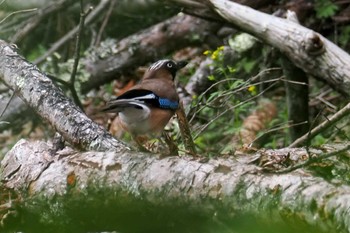 Eurasian Jay 嵯峨塩深沢林道 Sat, 7/15/2023