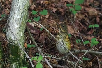 Japanese Thrush 嵯峨塩深沢林道 Sat, 7/15/2023