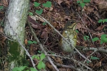 Japanese Thrush 嵯峨塩深沢林道 Sat, 7/15/2023