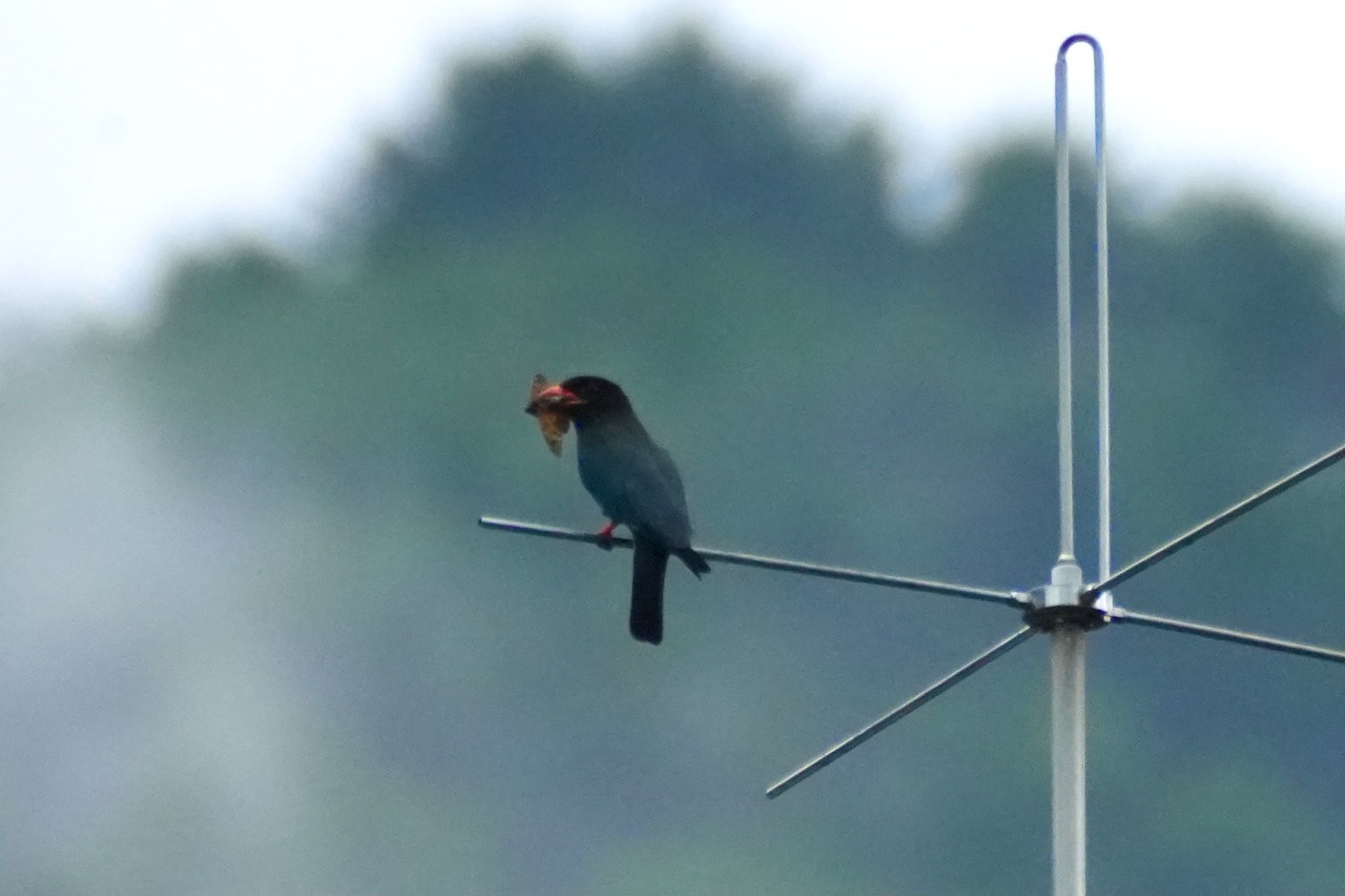 Oriental Dollarbird