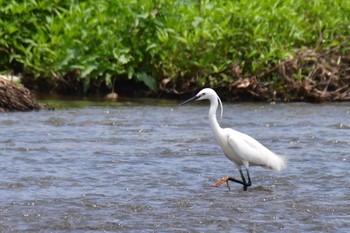 Little Egret 桂川 Sun, 5/21/2023