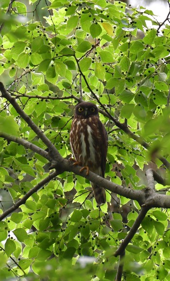 2023年6月11日(日) 京都御苑の野鳥観察記録