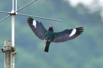 Fri, 7/14/2023 Birding report at 天龍村