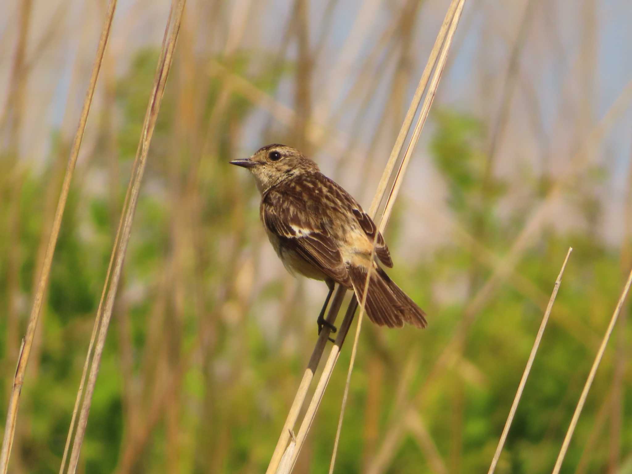 Amur Stonechat