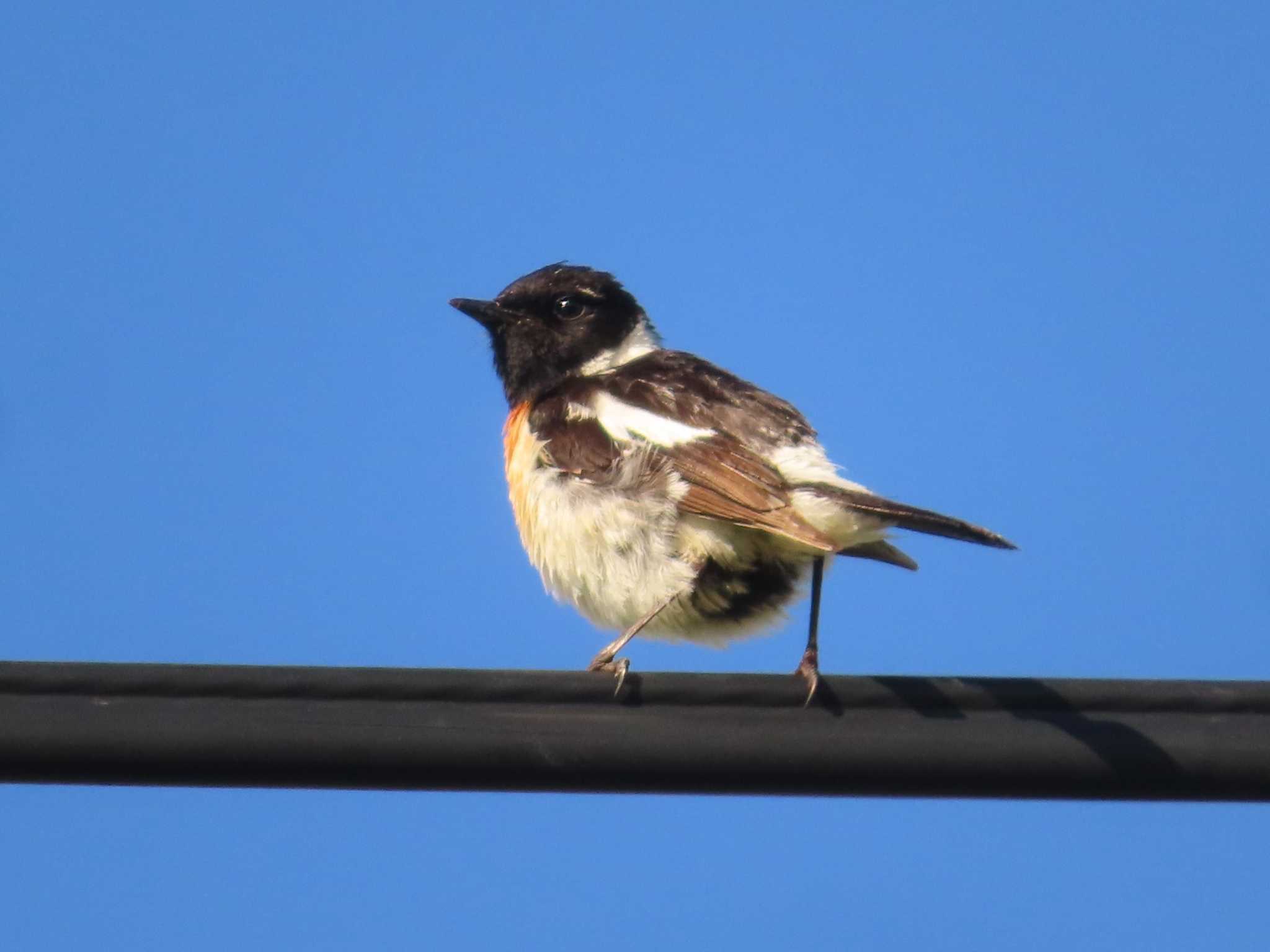 Photo of Amur Stonechat at JGSDF Kita-Fuji Exercise Area by ゆ