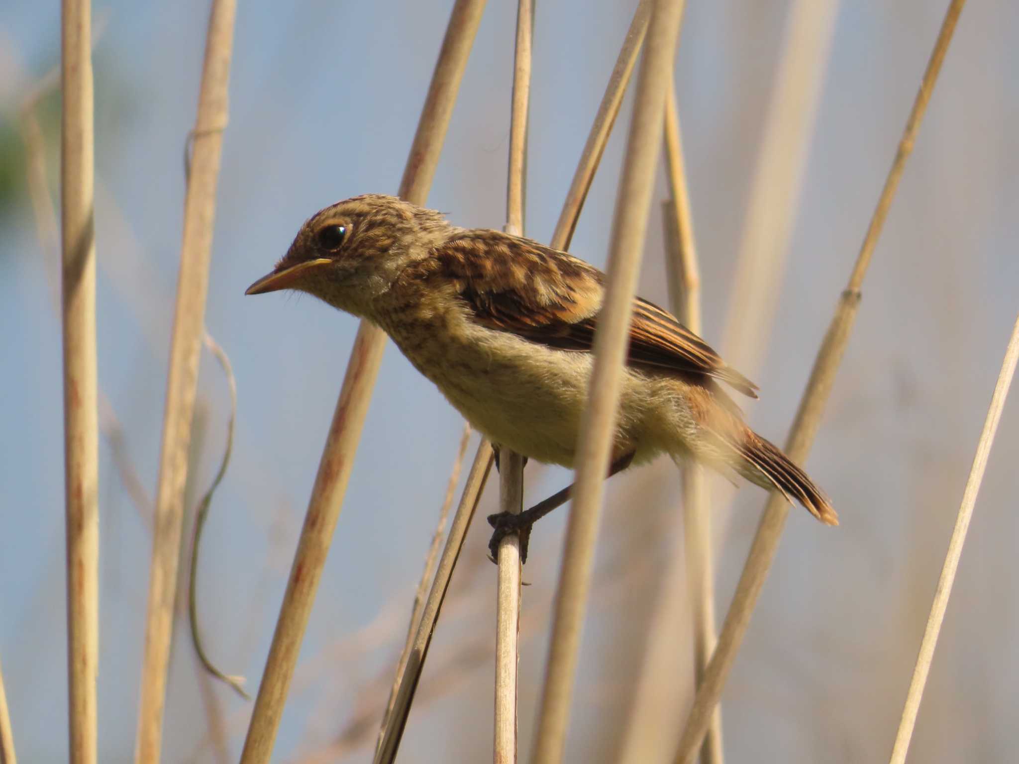 Photo of Amur Stonechat at JGSDF Kita-Fuji Exercise Area by ゆ