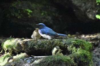 Tue, 7/11/2023 Birding report at 大洞の水場